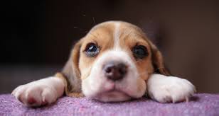 Cute Puppy Laying Down