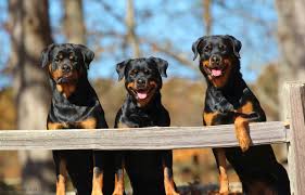 Three Rottys Posing Together